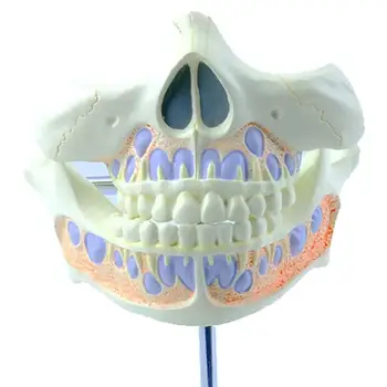 Молочные зубы человека из ПВХ, модель из 2 частей, Школа медицинских анатомических моделей
Материал: