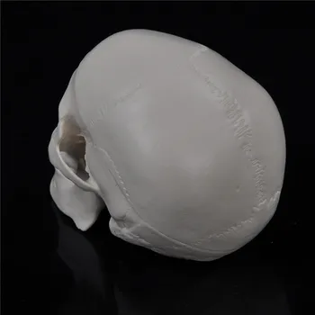 Удобная медицинская модель головы с мини-черепом и анатомической структурой человека
